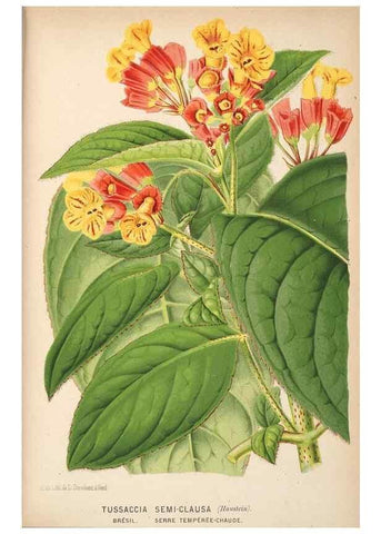 Reproducción/Reproduction 49690598666: L'Illustration horticole :. Gand, Belgium :Imprimerie et lithographie de F. et E. Gyselnyck,1854-1896.. 