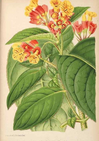 Reproducción/Reproduction 49690598666: L'Illustration horticole :. Gand, Belgium :Imprimerie et lithographie de F. et E. Gyselnyck,1854-1896.. 