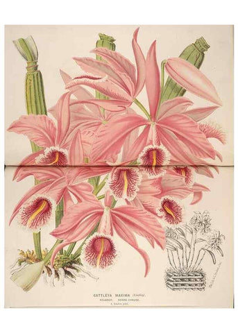 Reproducción/Reproduction 49690599011: L'Illustration horticole :. Gand, Belgium :Imprimerie et lithographie de F. et E. Gyselnyck,1854-1896.. 