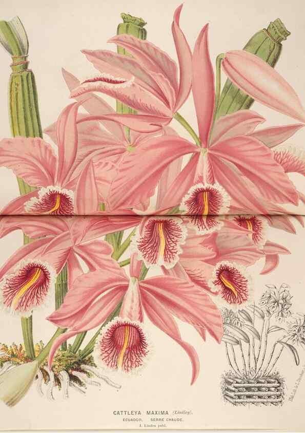 Reproducción/Reproduction 49690599011: L'Illustration horticole :. Gand, Belgium :Imprimerie et lithographie de F. et E. Gyselnyck,1854-1896.. 