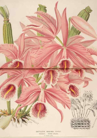 Reproducción/Reproduction 49690599011: L'Illustration horticole :. Gand, Belgium :Imprimerie et lithographie de F. et E. Gyselnyck,1854-1896.. 