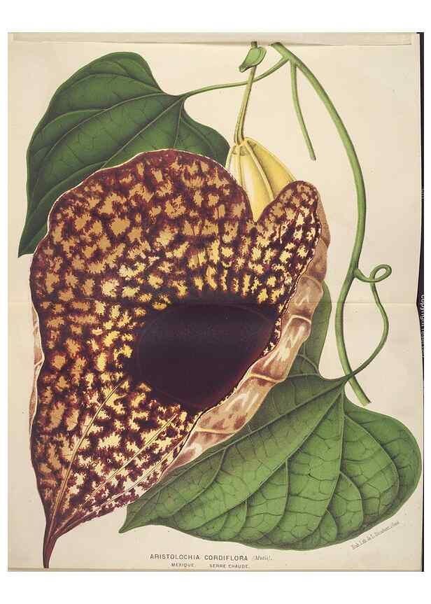 Reproducción/Reproduction 49690599331: L'Illustration horticole :. Gand, Belgium :Imprimerie et lithographie de F. et E. Gyselnyck,1854-1896.. 