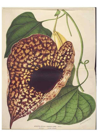 Reproducción/Reproduction 49690599331: L'Illustration horticole :. Gand, Belgium :Imprimerie et lithographie de F. et E. Gyselnyck,1854-1896.. 