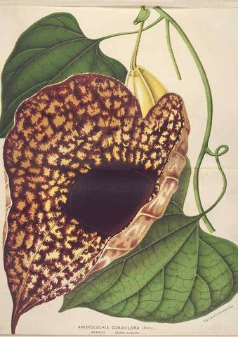 Reproducción/Reproduction 49690599331: L'Illustration horticole :. Gand, Belgium :Imprimerie et lithographie de F. et E. Gyselnyck,1854-1896.. 