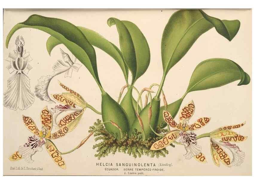 Reproducción/Reproduction 49690599536: L'Illustration horticole :. Gand, Belgium :Imprimerie et lithographie de F. et E. Gyselnyck,1854-1896.. 