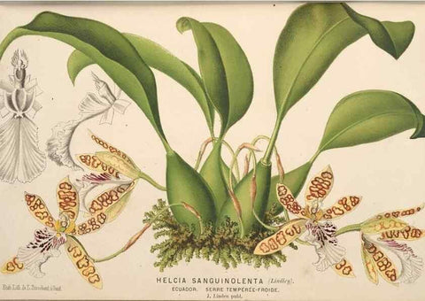 Reproducción/Reproduction 49690599536: L'Illustration horticole :. Gand, Belgium :Imprimerie et lithographie de F. et E. Gyselnyck,1854-1896.. 