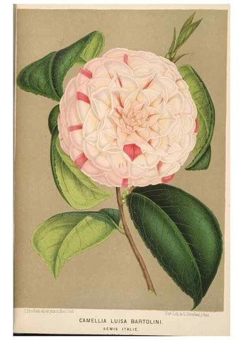 Reproducción/Reproduction 49690065593: L'Illustration horticole :. Gand, Belgium :Imprimerie et lithographie de F. et E. Gyselnyck,1854-1896.. 