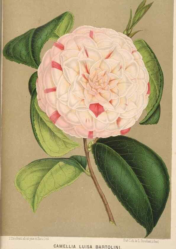 Reproducción/Reproduction 49690065593: L'Illustration horticole :. Gand, Belgium :Imprimerie et lithographie de F. et E. Gyselnyck,1854-1896.. 