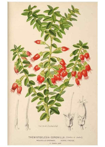 Reproducción/Reproduction 49690908927: L'Illustration horticole :. Gand, Belgium :Imprimerie et lithographie de F. et E. Gyselnyck,1854-1896.. 