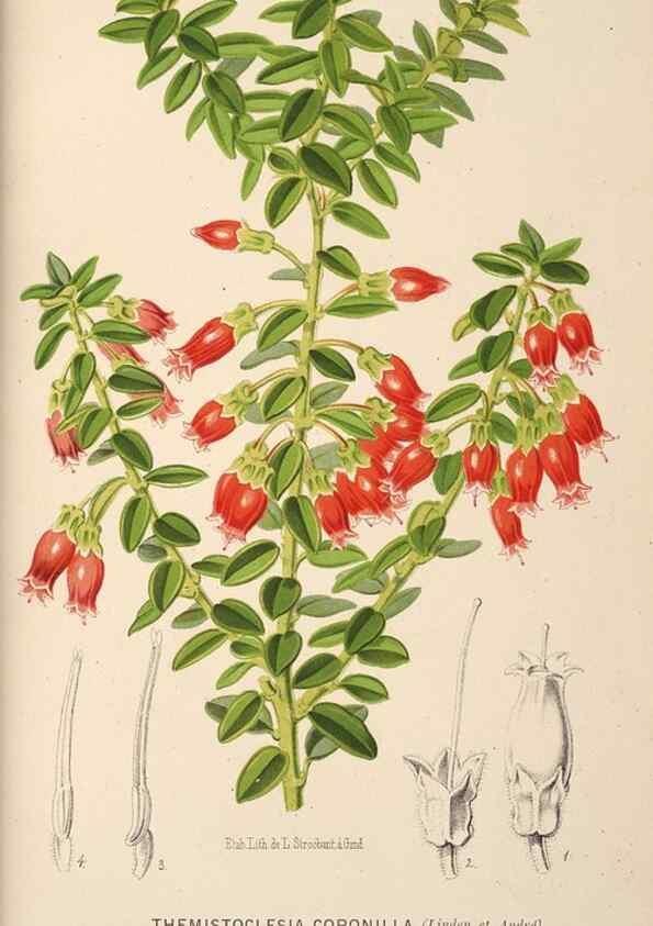 Reproducción/Reproduction 49690908927: L'Illustration horticole :. Gand, Belgium :Imprimerie et lithographie de F. et E. Gyselnyck,1854-1896.. 