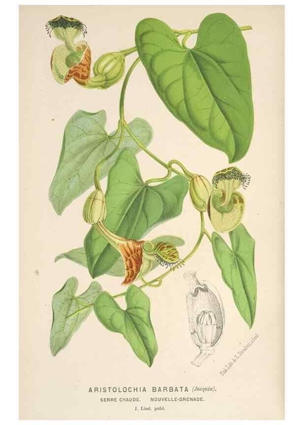 Reproducción/Reproduction 49690112053: L'Illustration horticole :. Gand, Belgium :Imprimerie et lithographie de F. et E. Gyselnyck,1854-1896.. 