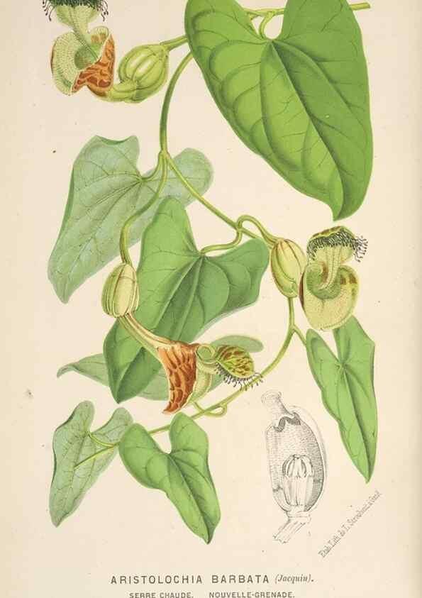 Reproducción/Reproduction 49690112053: L'Illustration horticole :. Gand, Belgium :Imprimerie et lithographie de F. et E. Gyselnyck,1854-1896.. 