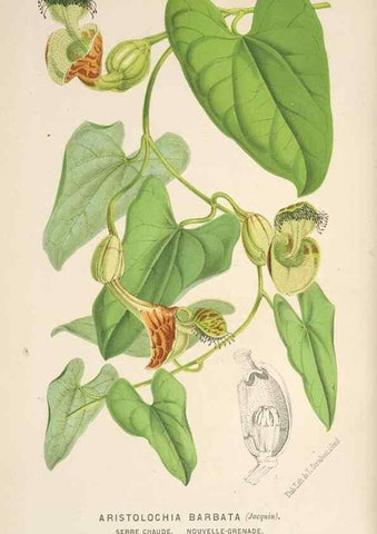 Reproducción/Reproduction 49690112053: L'Illustration horticole :. Gand, Belgium :Imprimerie et lithographie de F. et E. Gyselnyck,1854-1896.. 