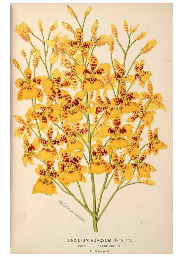 Reproducción/Reproduction 49690600336: L'Illustration horticole :. Gand, Belgium :Imprimerie et lithographie de F. et E. Gyselnyck,1854-1896.. 