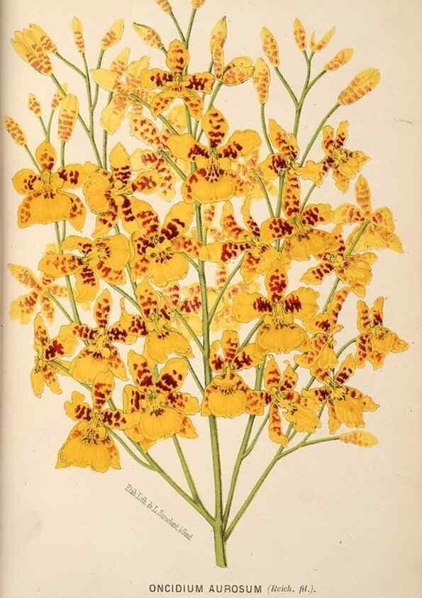 Reproducción/Reproduction 49690600336: L'Illustration horticole :. Gand, Belgium :Imprimerie et lithographie de F. et E. Gyselnyck,1854-1896.. 