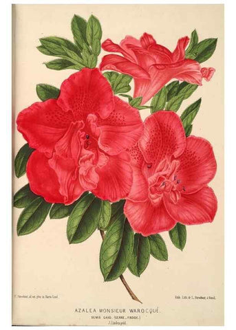 Reproducción/Reproduction 49690066763: L'Illustration horticole :. Gand, Belgium :Imprimerie et lithographie de F. et E. Gyselnyck,1854-1896.. 
