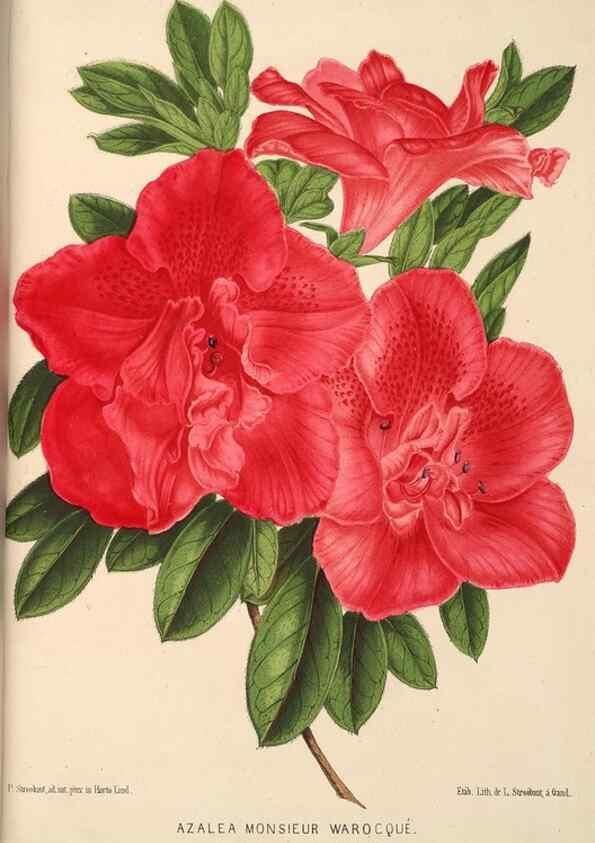 Reproducción/Reproduction 49690066763: L'Illustration horticole :. Gand, Belgium :Imprimerie et lithographie de F. et E. Gyselnyck,1854-1896.. 