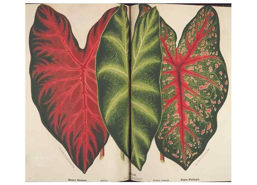 Reproducción/Reproduction 49690066978: L'Illustration horticole :. Gand, Belgium :Imprimerie et lithographie de F. et E. Gyselnyck,1854-1896.. 