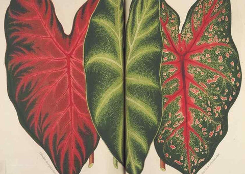 Reproducción/Reproduction 49690066978: L'Illustration horticole :. Gand, Belgium :Imprimerie et lithographie de F. et E. Gyselnyck,1854-1896.. 