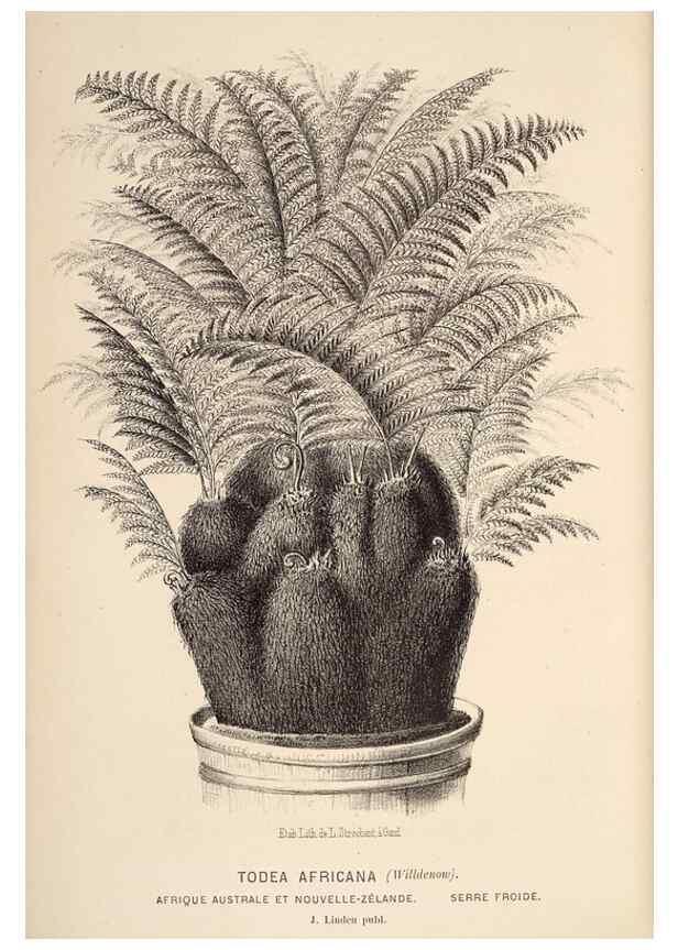Reproducción/Reproduction 49690910172: L'Illustration horticole :. Gand, Belgium :Imprimerie et lithographie de F. et E. Gyselnyck,1854-1896.. 