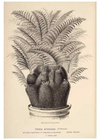 Reproducción/Reproduction 49690910172: L'Illustration horticole :. Gand, Belgium :Imprimerie et lithographie de F. et E. Gyselnyck,1854-1896.. 