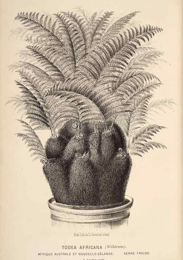 Reproducción/Reproduction 49690910172: L'Illustration horticole :. Gand, Belgium :Imprimerie et lithographie de F. et E. Gyselnyck,1854-1896.. 