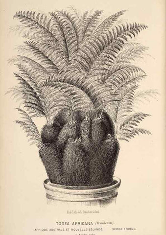 Reproducción/Reproduction 49690910172: L'Illustration horticole :. Gand, Belgium :Imprimerie et lithographie de F. et E. Gyselnyck,1854-1896.. 