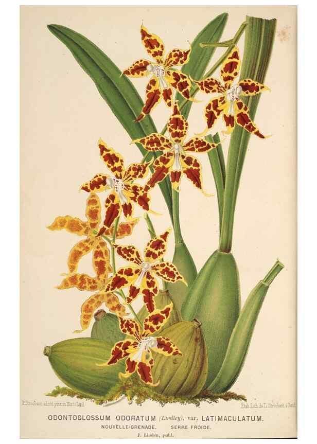 Reproducción/Reproduction 49690067533: L'Illustration horticole :. Gand, Belgium :Imprimerie et lithographie de F. et E. Gyselnyck,1854-1896.. 