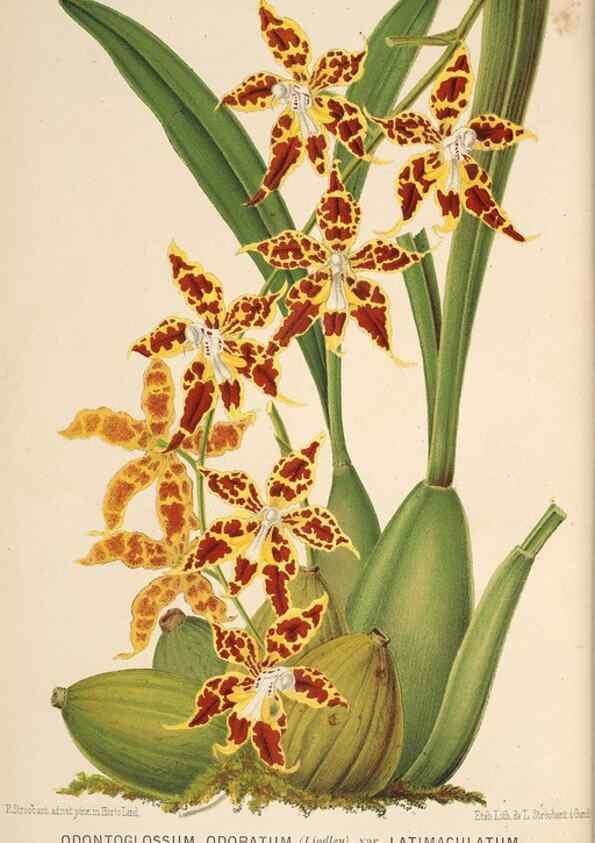 Reproducción/Reproduction 49690067533: L'Illustration horticole :. Gand, Belgium :Imprimerie et lithographie de F. et E. Gyselnyck,1854-1896.. 