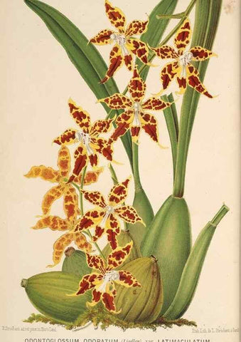 Reproducción/Reproduction 49690067533: L'Illustration horticole :. Gand, Belgium :Imprimerie et lithographie de F. et E. Gyselnyck,1854-1896.. 