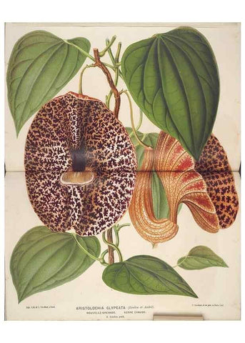 Reproducción/Reproduction 49690067913: L'Illustration horticole :. Gand, Belgium :Imprimerie et lithographie de F. et E. Gyselnyck,1854-1896.. 