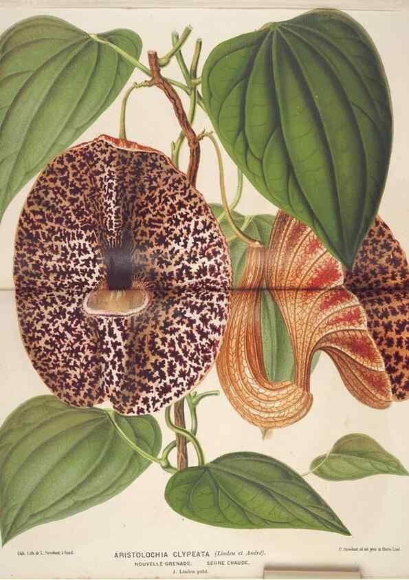 Reproducción/Reproduction 49690067913: L'Illustration horticole :. Gand, Belgium :Imprimerie et lithographie de F. et E. Gyselnyck,1854-1896.. 