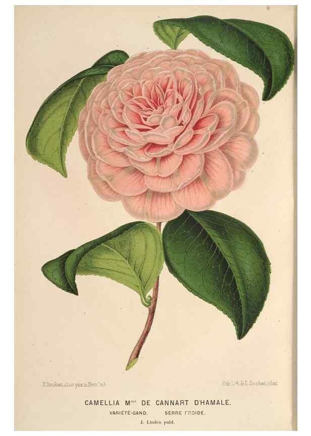 Reproducción/Reproduction 49690068233: L'Illustration horticole :. Gand, Belgium :Imprimerie et lithographie de F. et E. Gyselnyck,1854-1896.. 