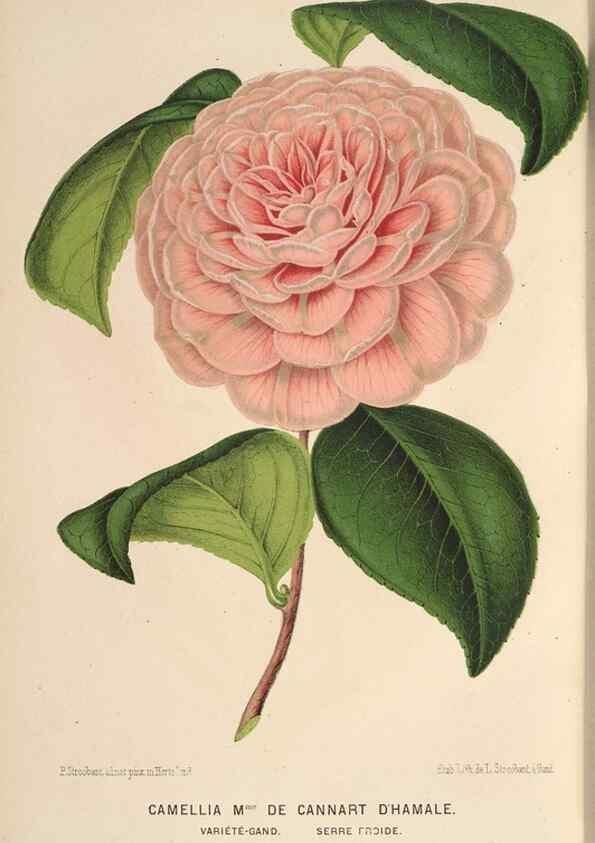 Reproducción/Reproduction 49690068233: L'Illustration horticole :. Gand, Belgium :Imprimerie et lithographie de F. et E. Gyselnyck,1854-1896.. 