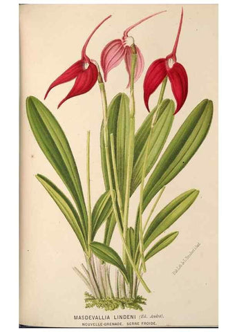 Reproducción/Reproduction 49690068593: L'Illustration horticole :. Gand, Belgium :Imprimerie et lithographie de F. et E. Gyselnyck,1854-1896.. 