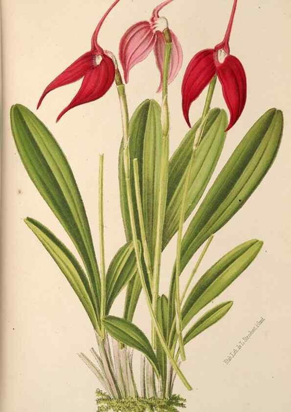 Reproducción/Reproduction 49690068593: L'Illustration horticole :. Gand, Belgium :Imprimerie et lithographie de F. et E. Gyselnyck,1854-1896.. 