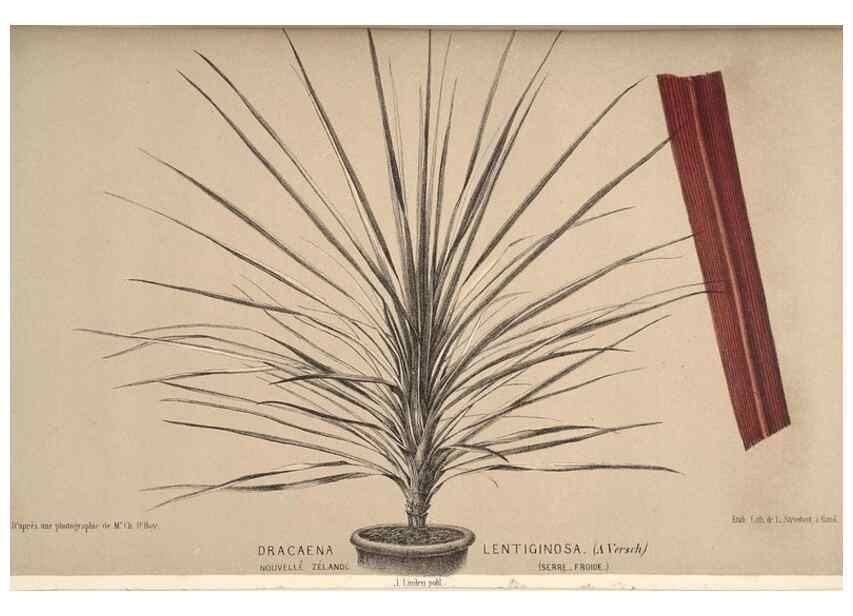 Reproducción/Reproduction 49690600506: L'Illustration horticole :. Gand, Belgium :Imprimerie et lithographie de F. et E. Gyselnyck,1854-1896.. 