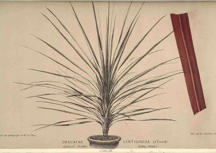 Reproducción/Reproduction 49690600506: L'Illustration horticole :. Gand, Belgium :Imprimerie et lithographie de F. et E. Gyselnyck,1854-1896.. 