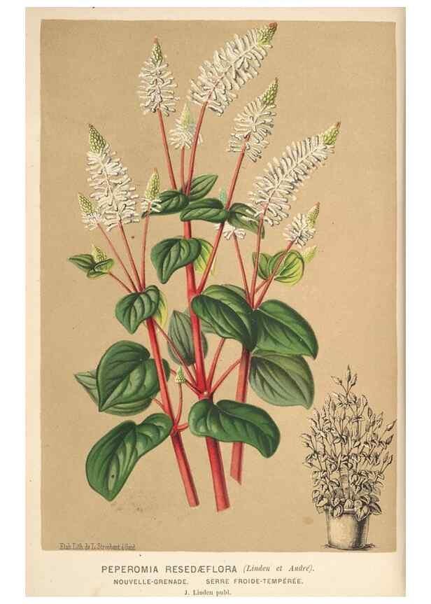 Reproducción/Reproduction 49690906817: L'Illustration horticole :. Gand, Belgium :Imprimerie et lithographie de F. et E. Gyselnyck,1854-1896.. 
