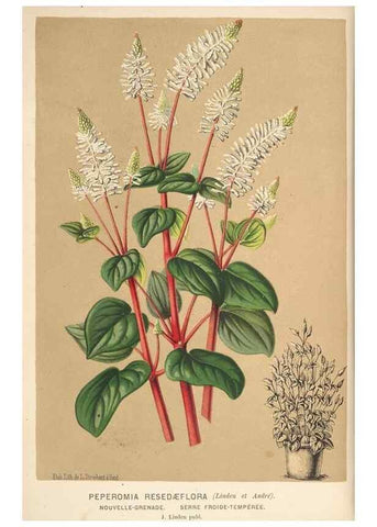 Reproducción/Reproduction 49690906817: L'Illustration horticole :. Gand, Belgium :Imprimerie et lithographie de F. et E. Gyselnyck,1854-1896.. 