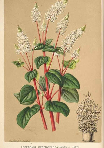 Reproducción/Reproduction 49690906817: L'Illustration horticole :. Gand, Belgium :Imprimerie et lithographie de F. et E. Gyselnyck,1854-1896.. 