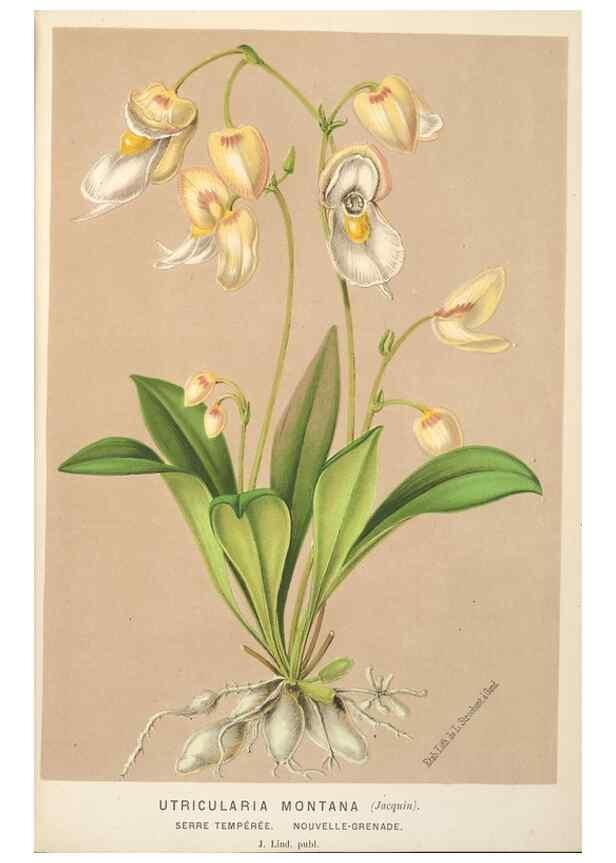 Reproducción/Reproduction 49690956057: L'Illustration horticole :. Gand, Belgium :Imprimerie et lithographie de F. et E. Gyselnyck,1854-1896.. 