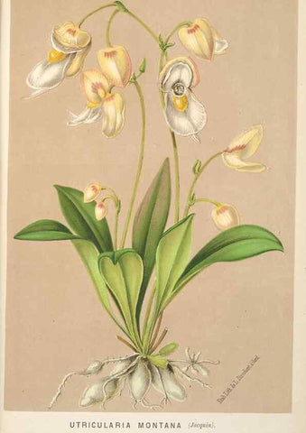 Reproducción/Reproduction 49690956057: L'Illustration horticole :. Gand, Belgium :Imprimerie et lithographie de F. et E. Gyselnyck,1854-1896.. 