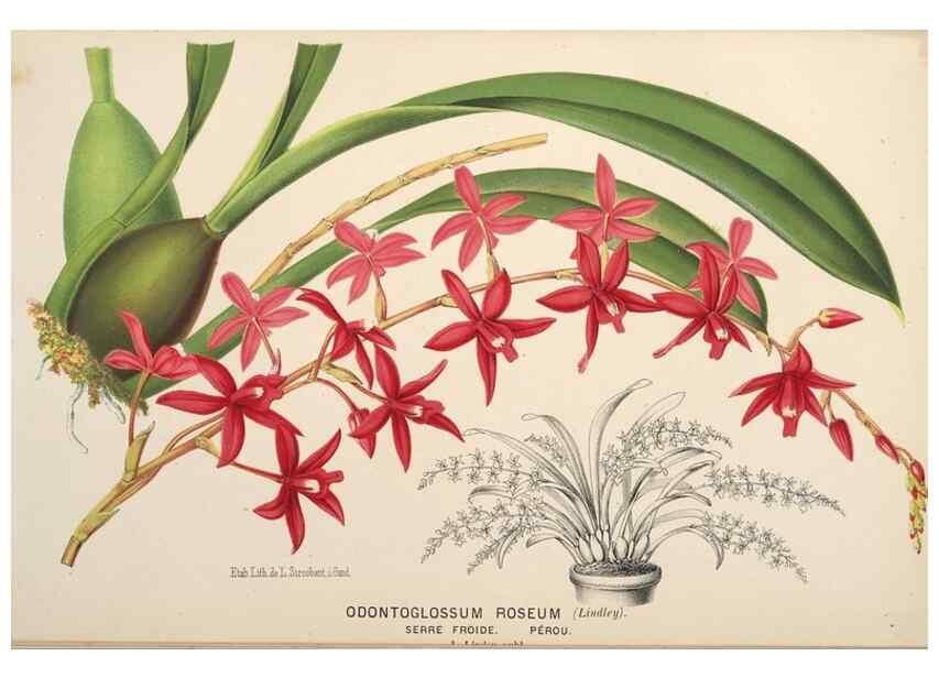 Reproducción/Reproduction 49690647046: L'Illustration horticole :. Gand, Belgium :Imprimerie et lithographie de F. et E. Gyselnyck,1854-1896.. 