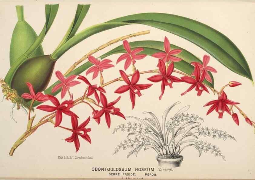Reproducción/Reproduction 49690647046: L'Illustration horticole :. Gand, Belgium :Imprimerie et lithographie de F. et E. Gyselnyck,1854-1896.. 
