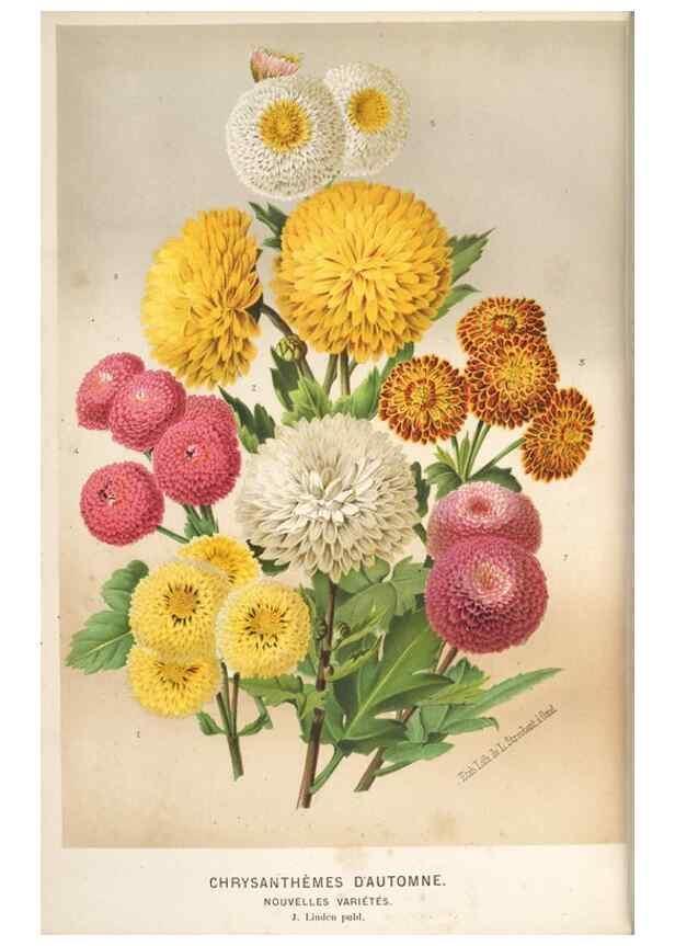 Reproducción/Reproduction 49690963527: L'Illustration horticole :. Gand, Belgium :Imprimerie et lithographie de F. et E. Gyselnyck,1854-1896.. 