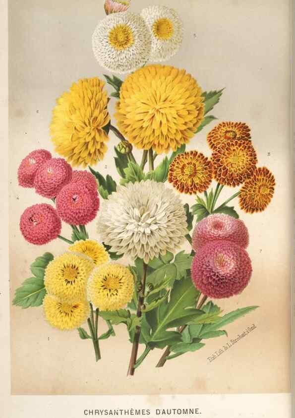 Reproducción/Reproduction 49690963527: L'Illustration horticole :. Gand, Belgium :Imprimerie et lithographie de F. et E. Gyselnyck,1854-1896.. 