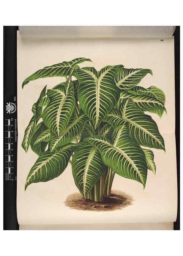 Reproducción/Reproduction 49691134837: L'Illustration horticole :. Gand, Belgium :Imprimerie et lithographie de F. et E. Gyselnyck,1854-1896.. 