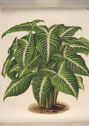 Reproducción/Reproduction 49691134837: L'Illustration horticole :. Gand, Belgium :Imprimerie et lithographie de F. et E. Gyselnyck,1854-1896.. 