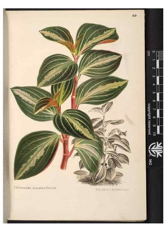 Reproducción/Reproduction 49690824366: L'Illustration horticole :. Gand, Belgium :Imprimerie et lithographie de F. et E. Gyselnyck,1854-1896.. 